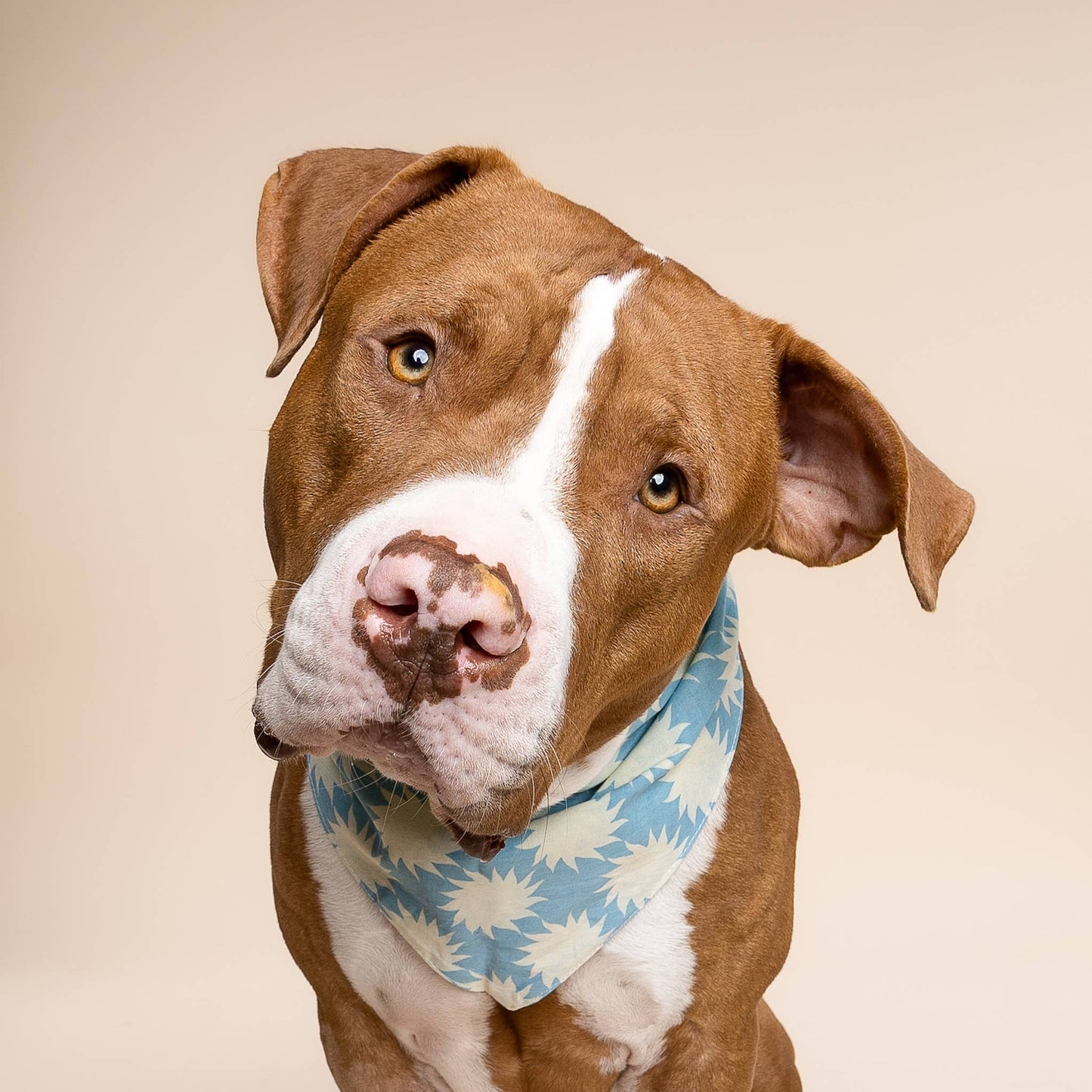 Bandana pour chien Pagi - The Paws