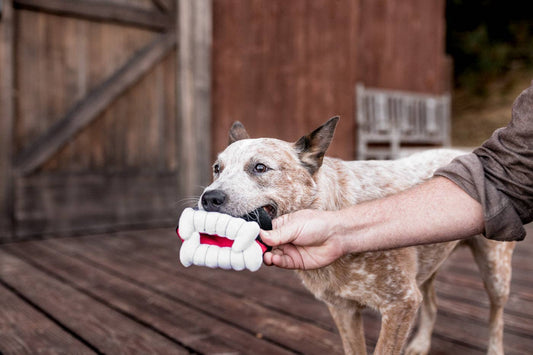Jouet pour chien en dents de vampire