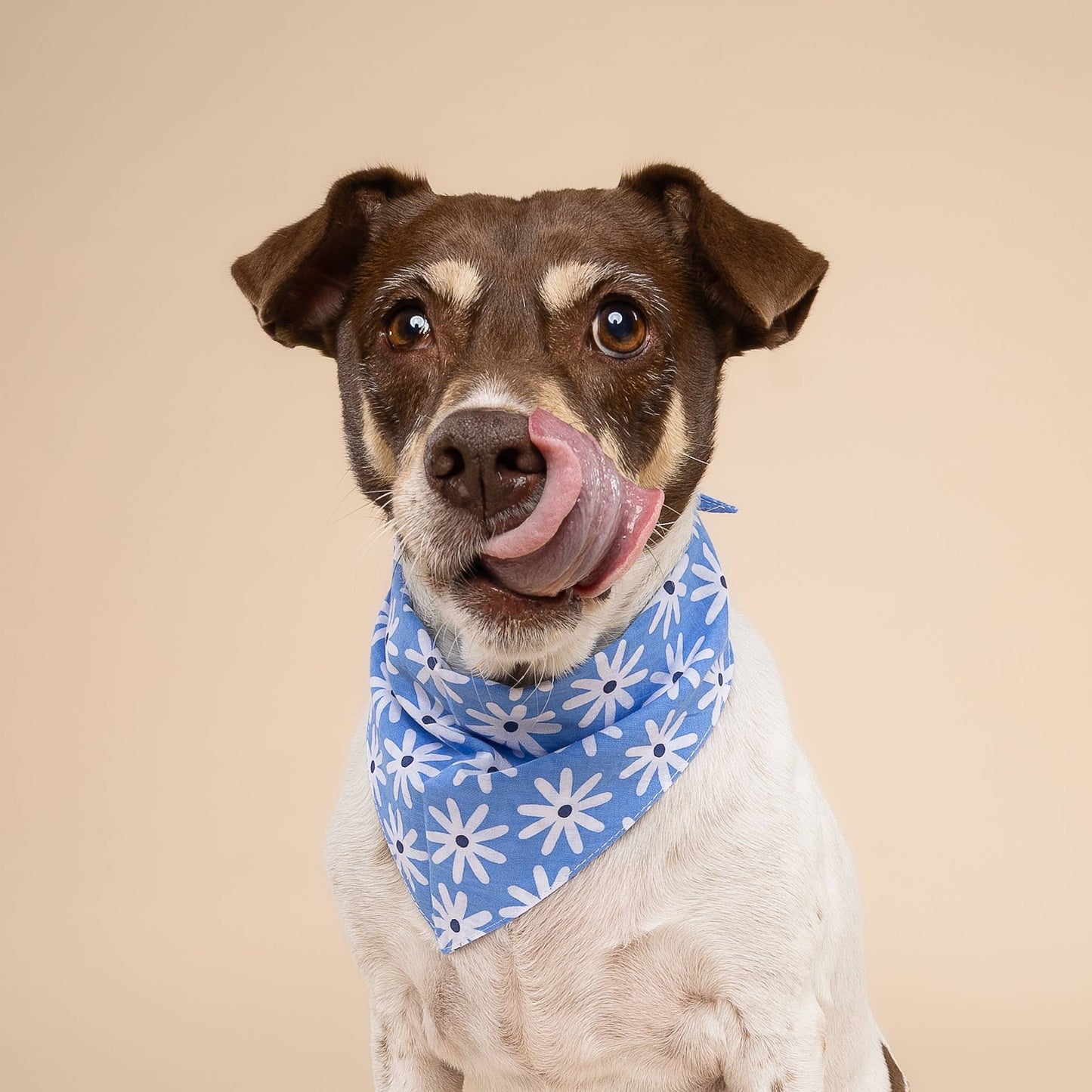 Bandana pour chien Fleure bleu - The Paws