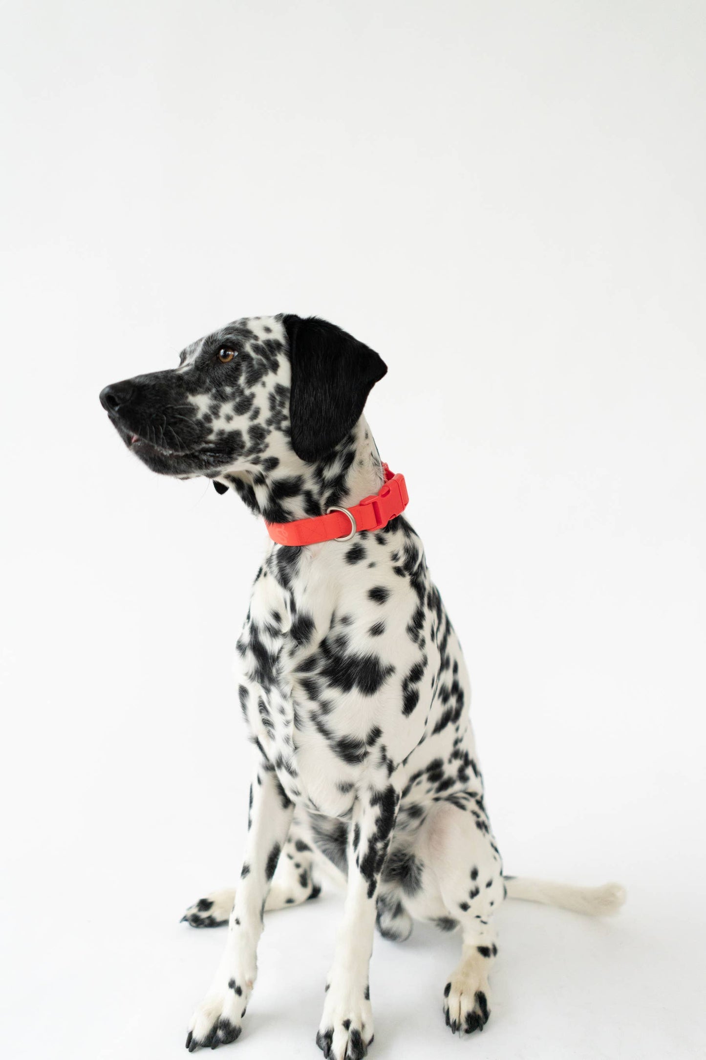 Collier pour chien imperméable - Rouge - Springland Pets