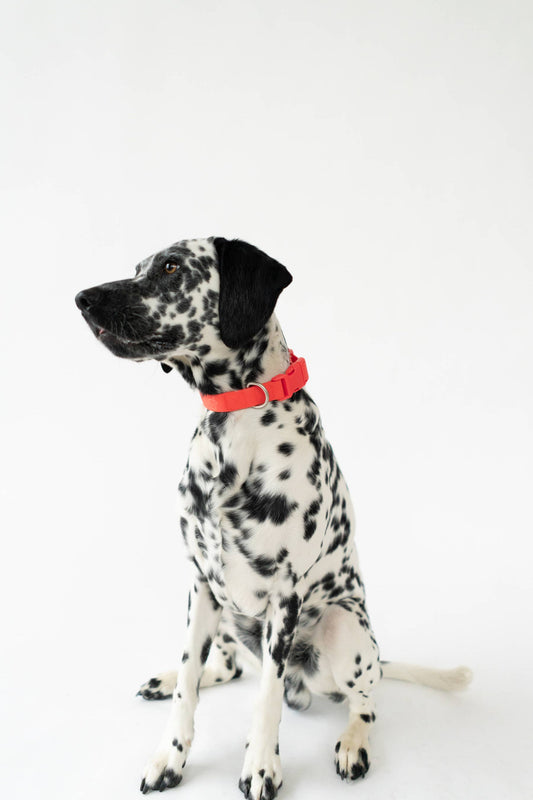 Collier pour chien imperméable - Rouge - Springland Pets