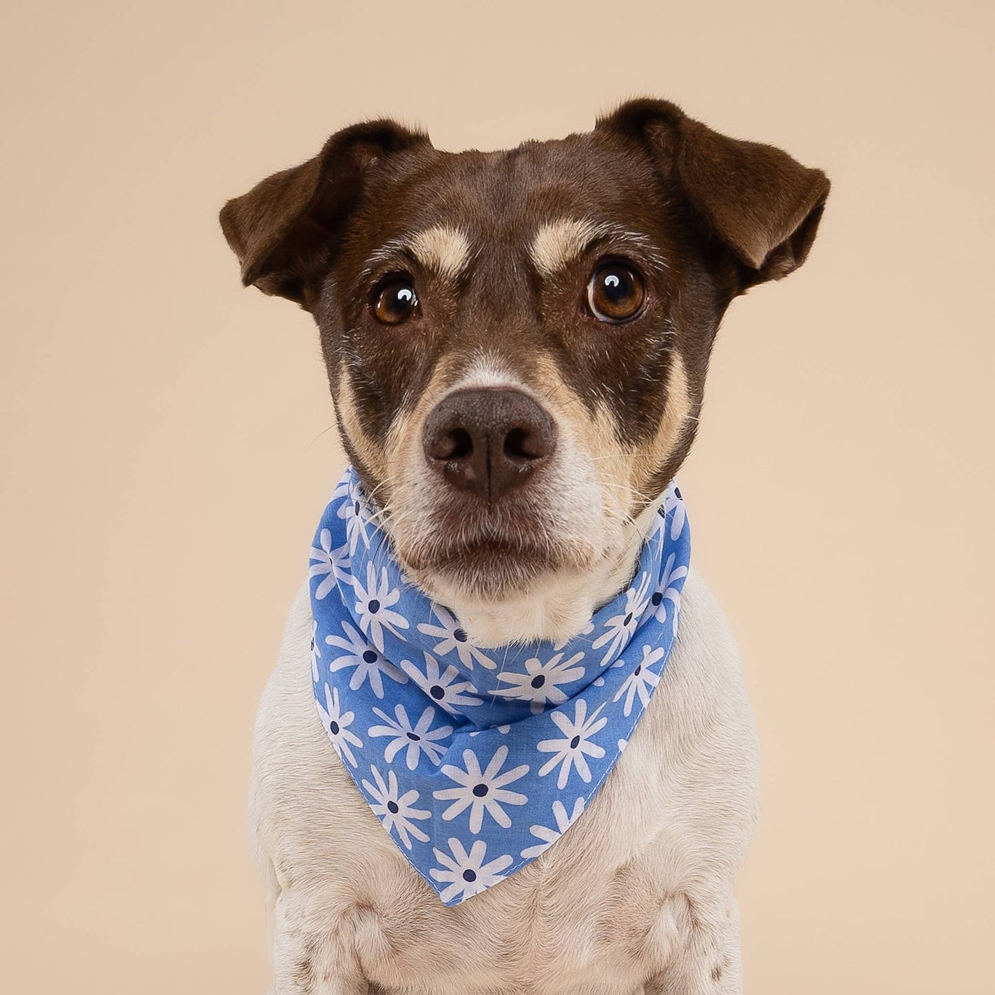 Bandana pour chien Fleure bleu - The Paws