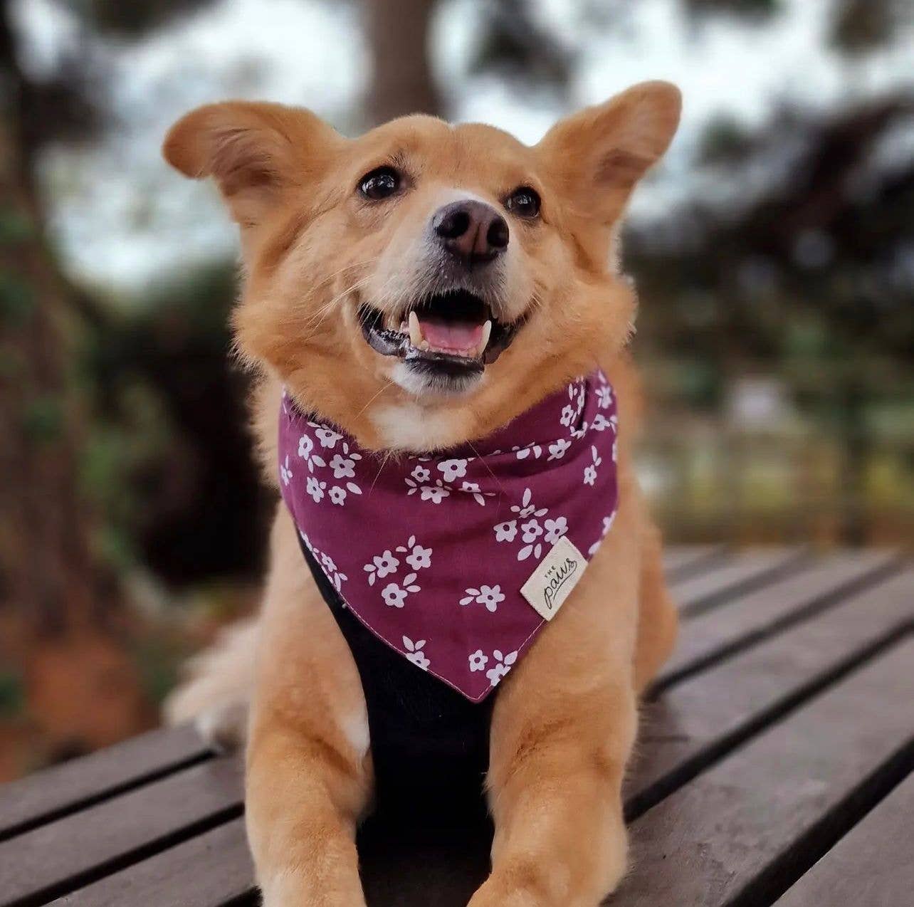 Bandana pour chien Burgundy