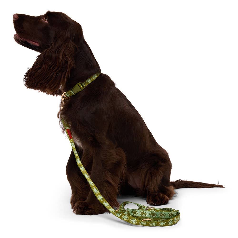 Laisse mains libre pour chien - Vert - Furmey