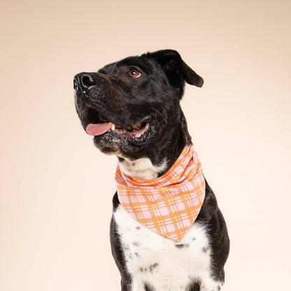 Bandana pour chien Stevie -  The Paws