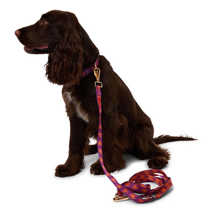 Collier pour chien orange & violet - Furmey