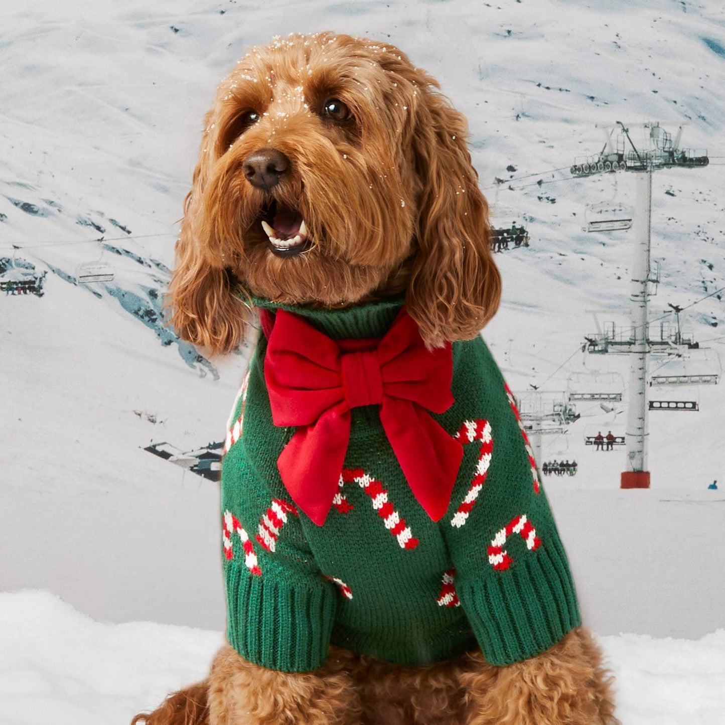 Pull pour chien en bonbon de Noel - Vert