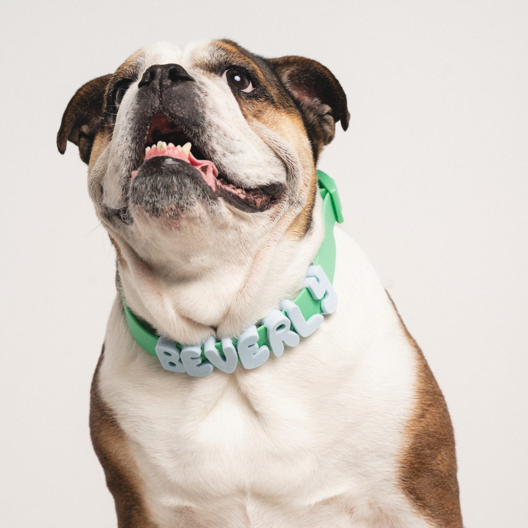 CHARMS POUR CHIENS EN SILICONE - VERT - SPRINGERLAND PETS