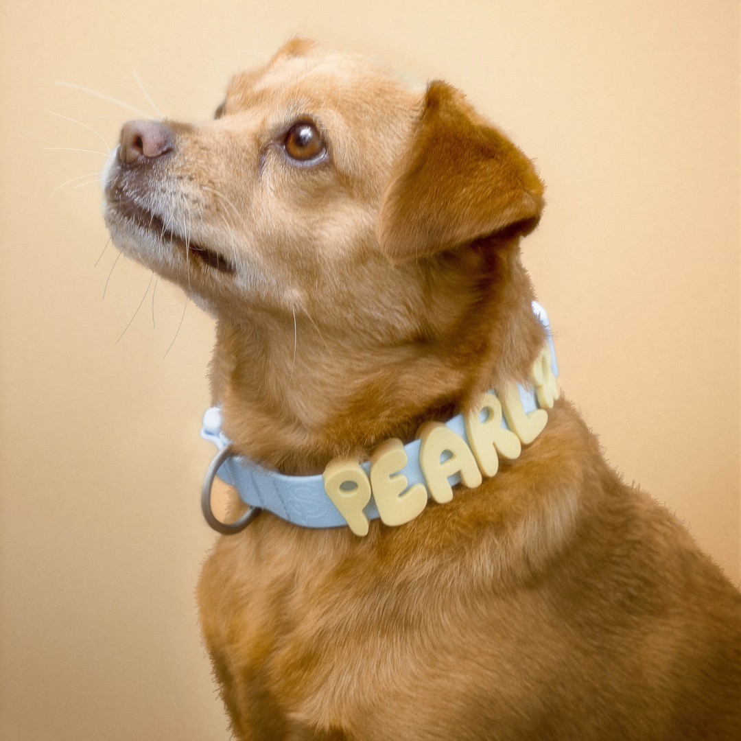 Collier pour chien imperméable - Bleu Ciel - Springer Pets