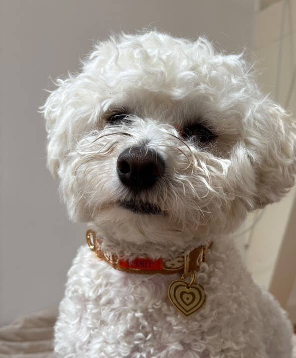 Collier pour chien beige - Furmey