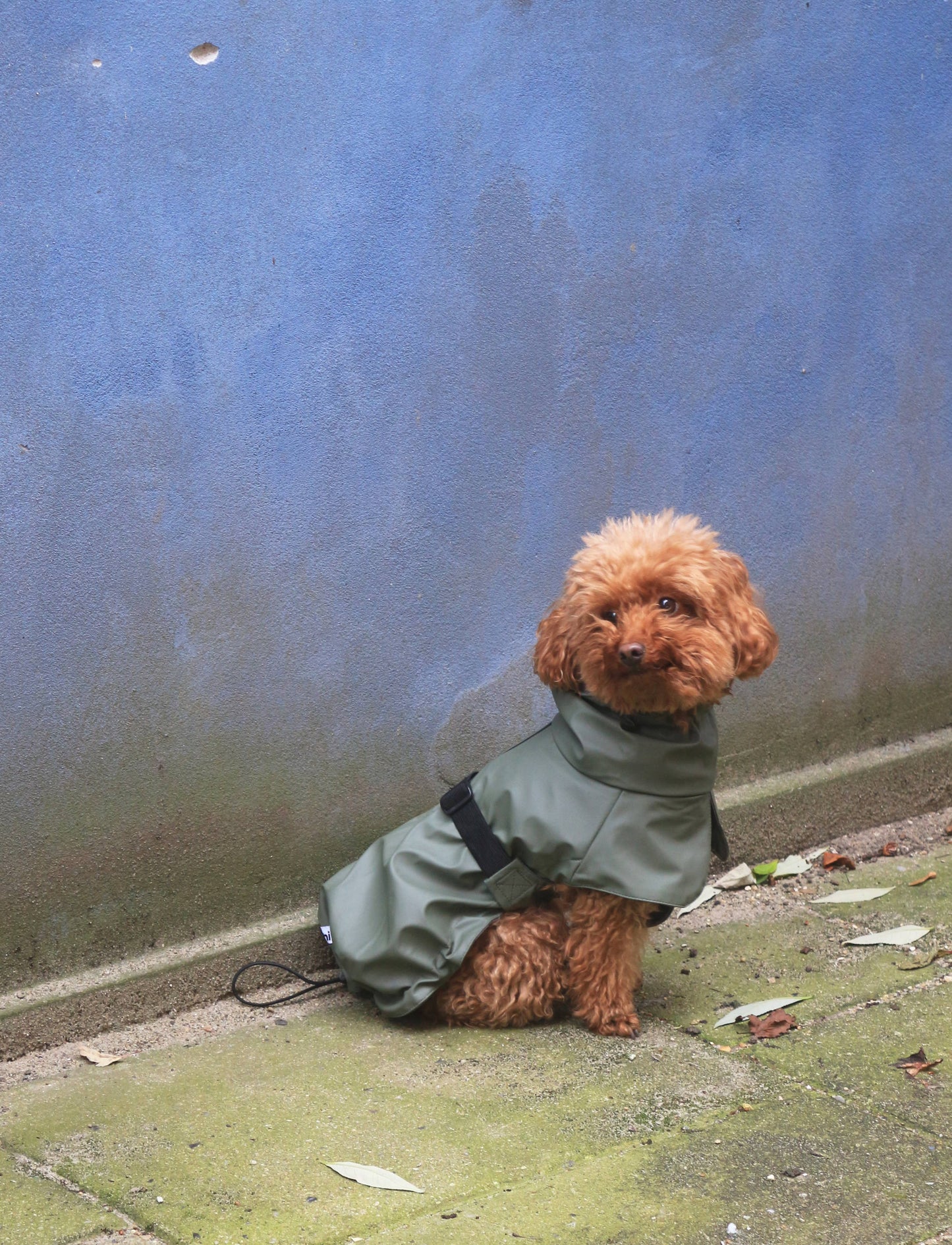 Imperméable pour chien vert - Tadazhi