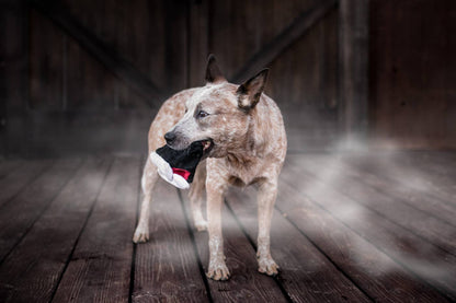 Jouet pour chien en dents de vampire