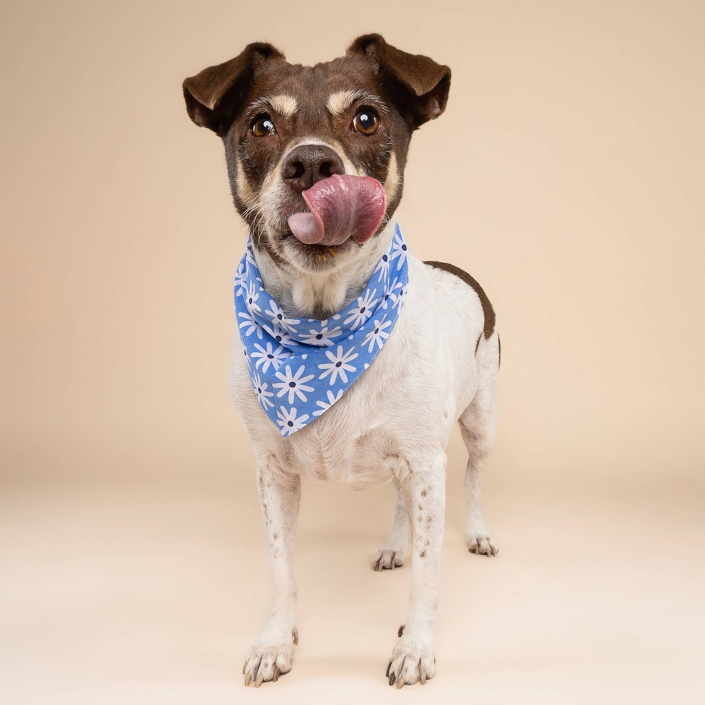 Bandana pour chien Fleure bleu - The Paws