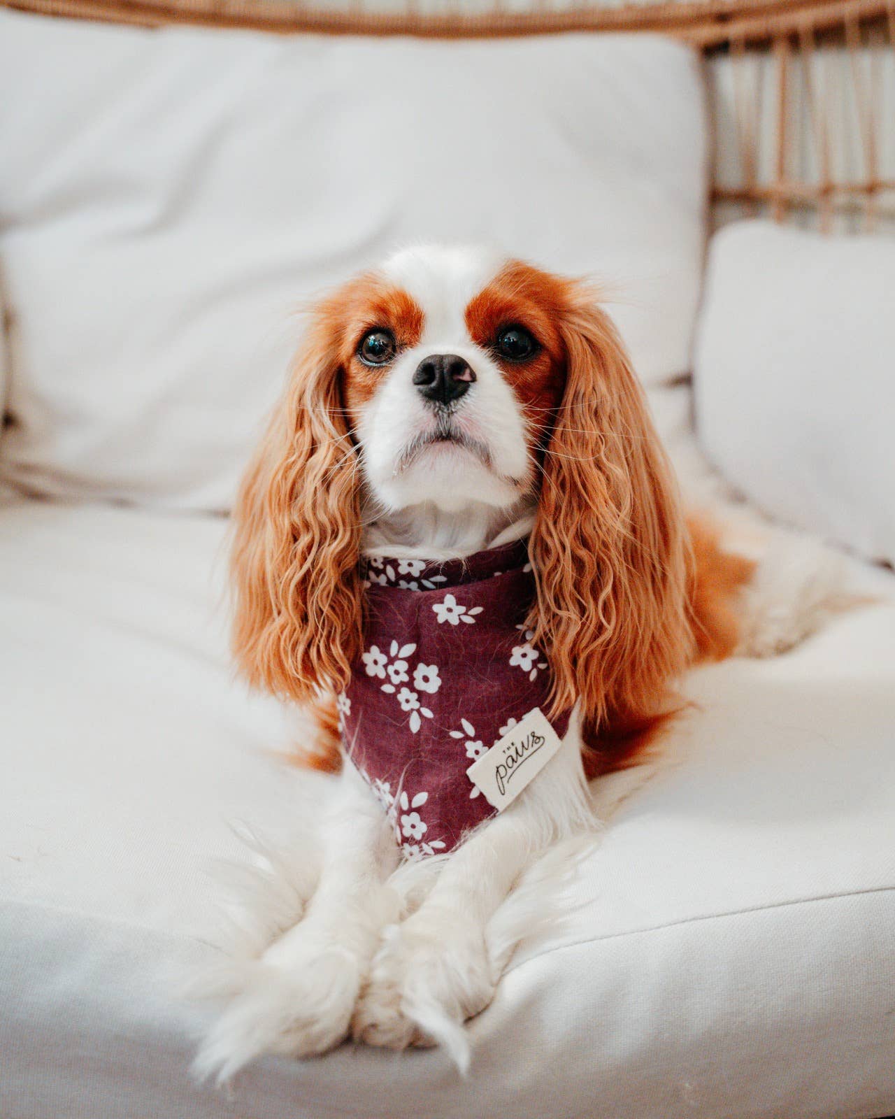 Bandana pour chien Burgundy