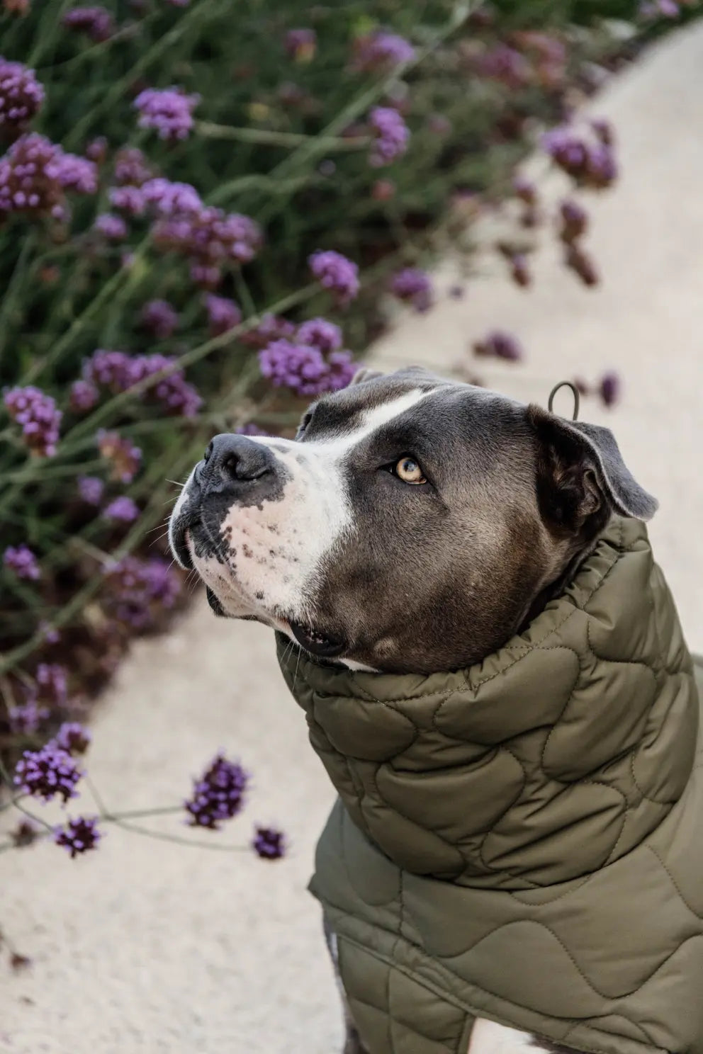 manteau doudoune pour chien - kaki - kentucky