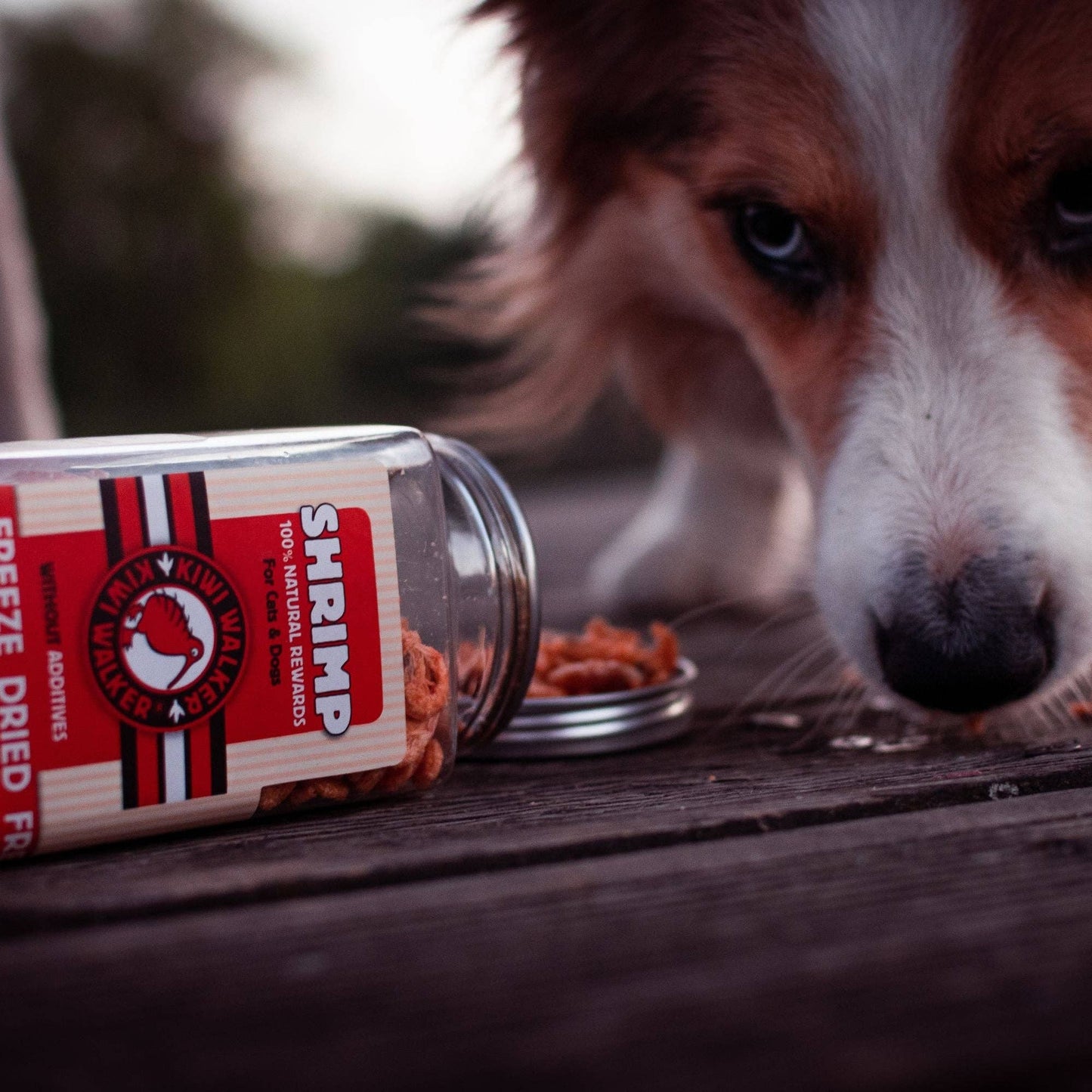 Friandises pour chiens KIWI Walker -  Poisson Blanc