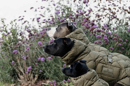 manteau doudoune pour chien - kaki - kentucky