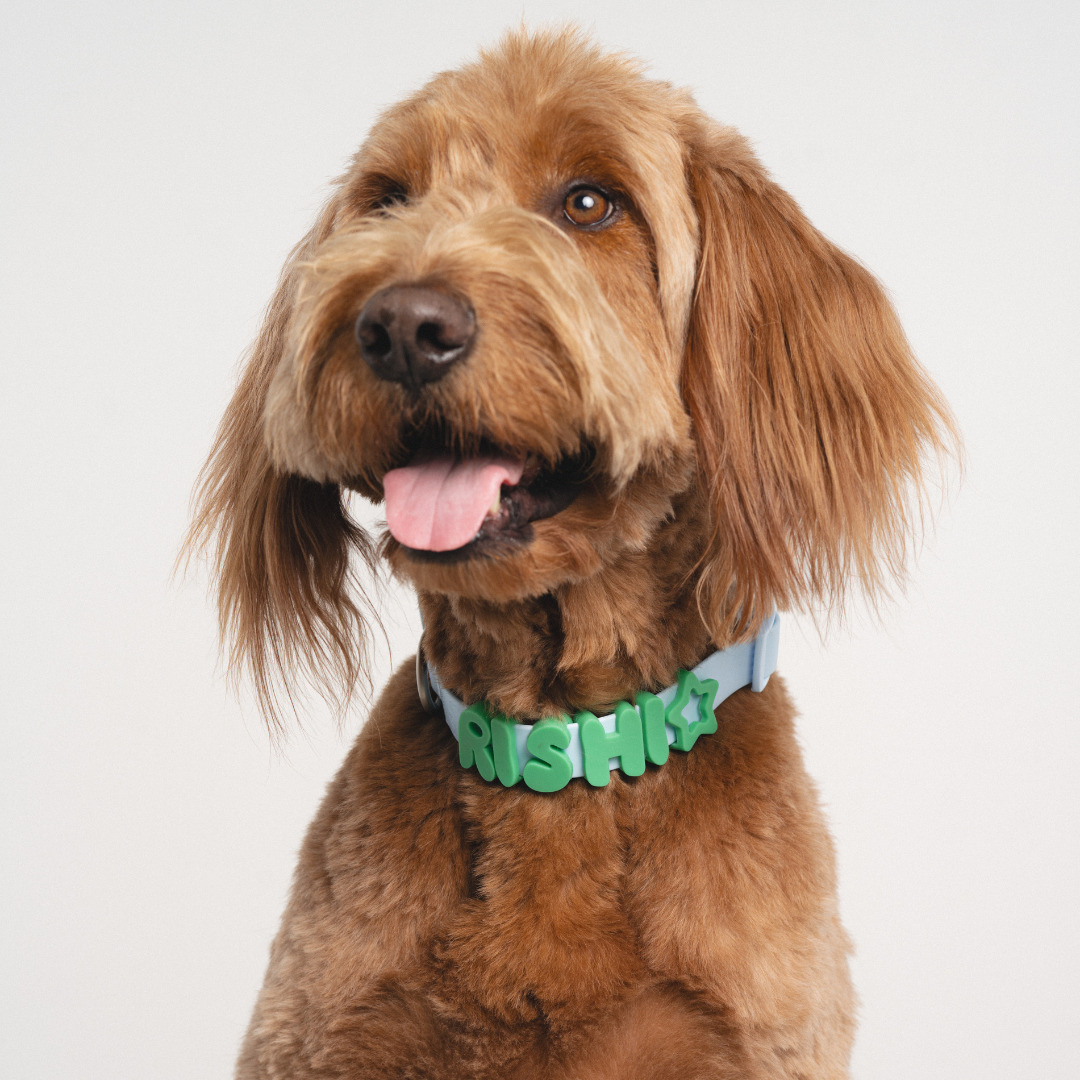 CHARMS POUR CHIENS EN SILICONE - VERT - SPRINGERLAND PETS