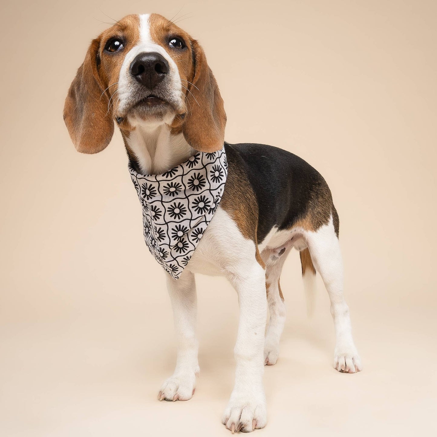 Bandana pour chien damier blanc & noir à fleurs - The Paws