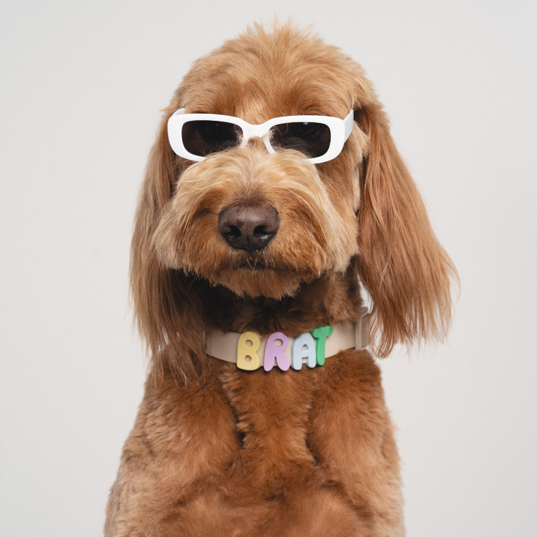 Charms pour chiens en silicone - Lilas -  SpringerLand Pets