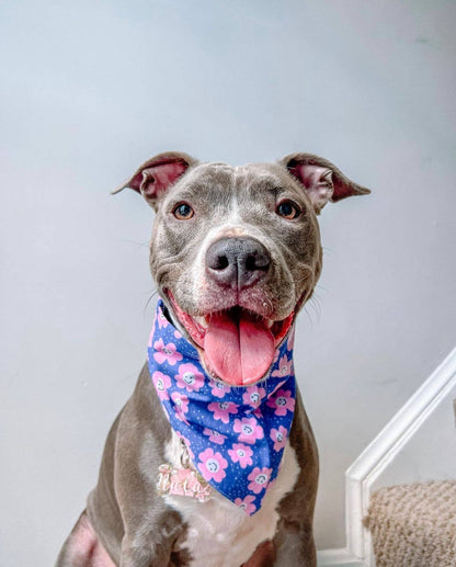 Bandana pour chien FLEURIE VIOLET