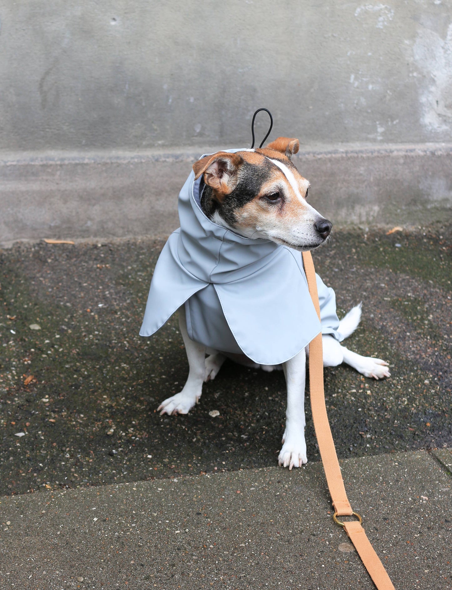 Imperméable pour chien gris clair - Tadazhi