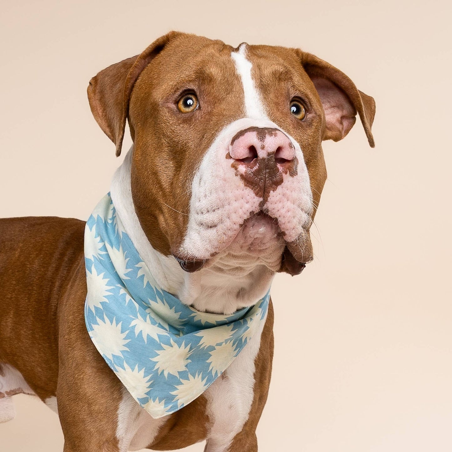 Bandana pour chien Pagi - The Paws