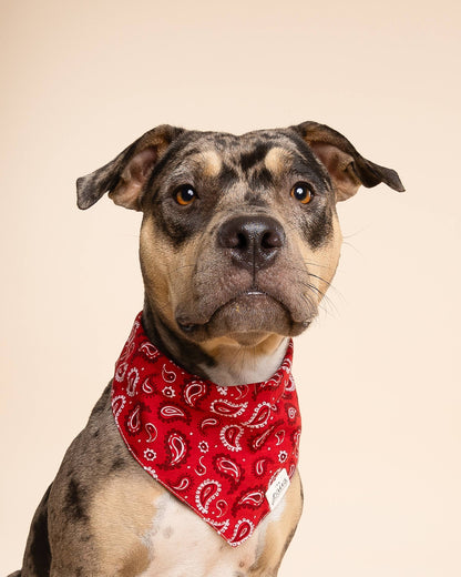 Bandana pour chien de Dallas - Rouge - The Paws