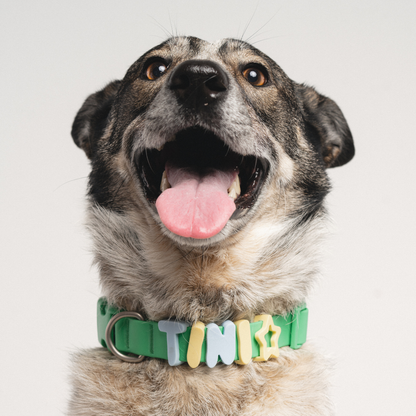 CHARMS POUR CHIENS EN SILICONE - VERT - SPRINGERLAND PETS