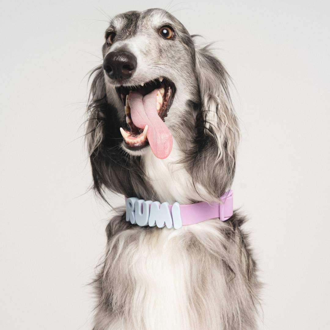 Charms pour chiens en silicone - Jaune Beurre - Springerland Pets