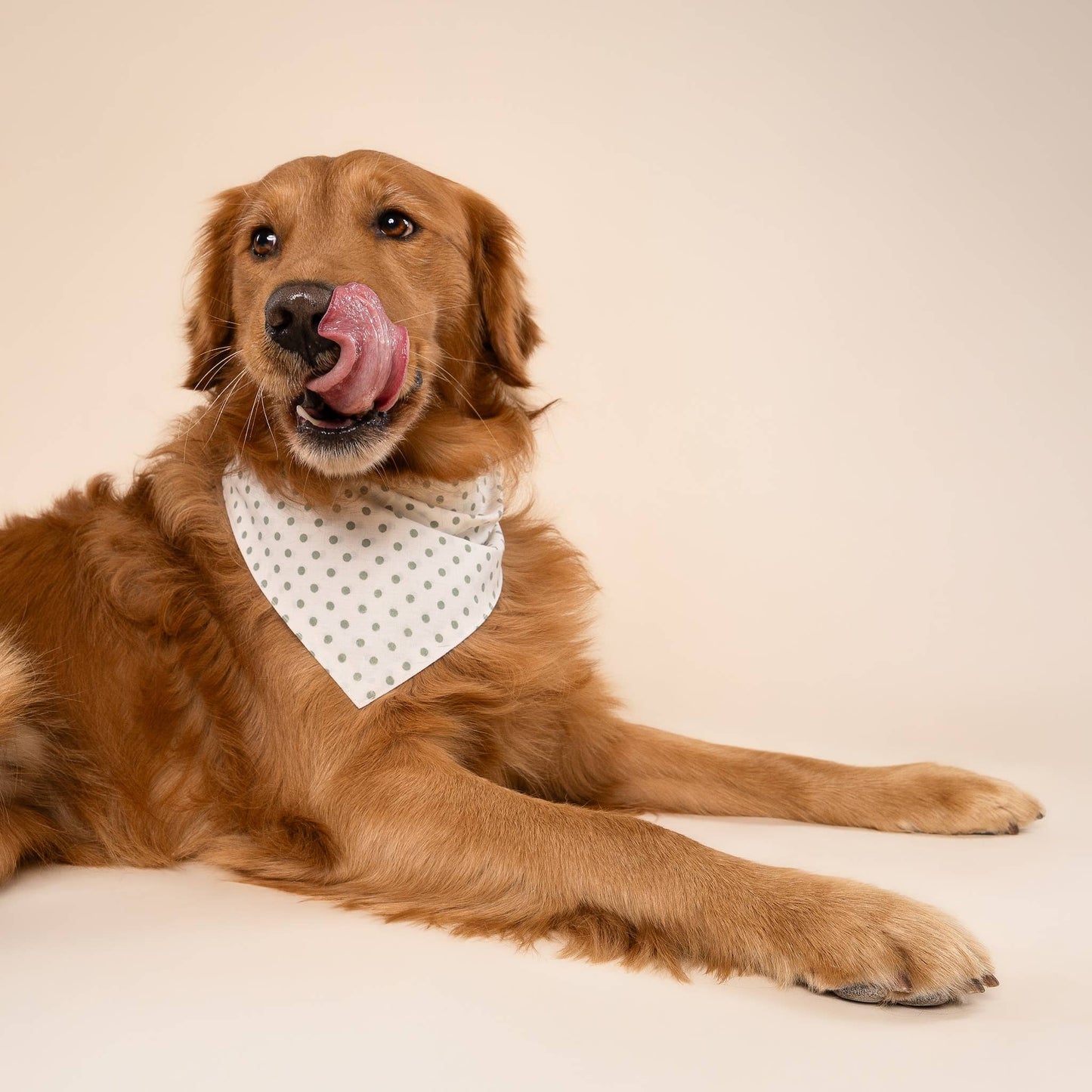 Bandana pour chien vert & blanc à pois - The Paws