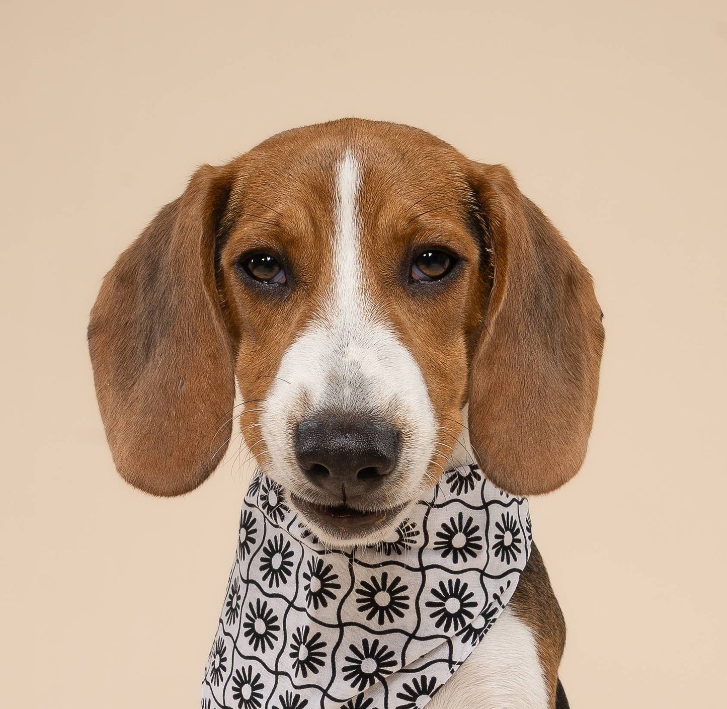 Bandana pour chien damier blanc & noir à fleurs - The Paws