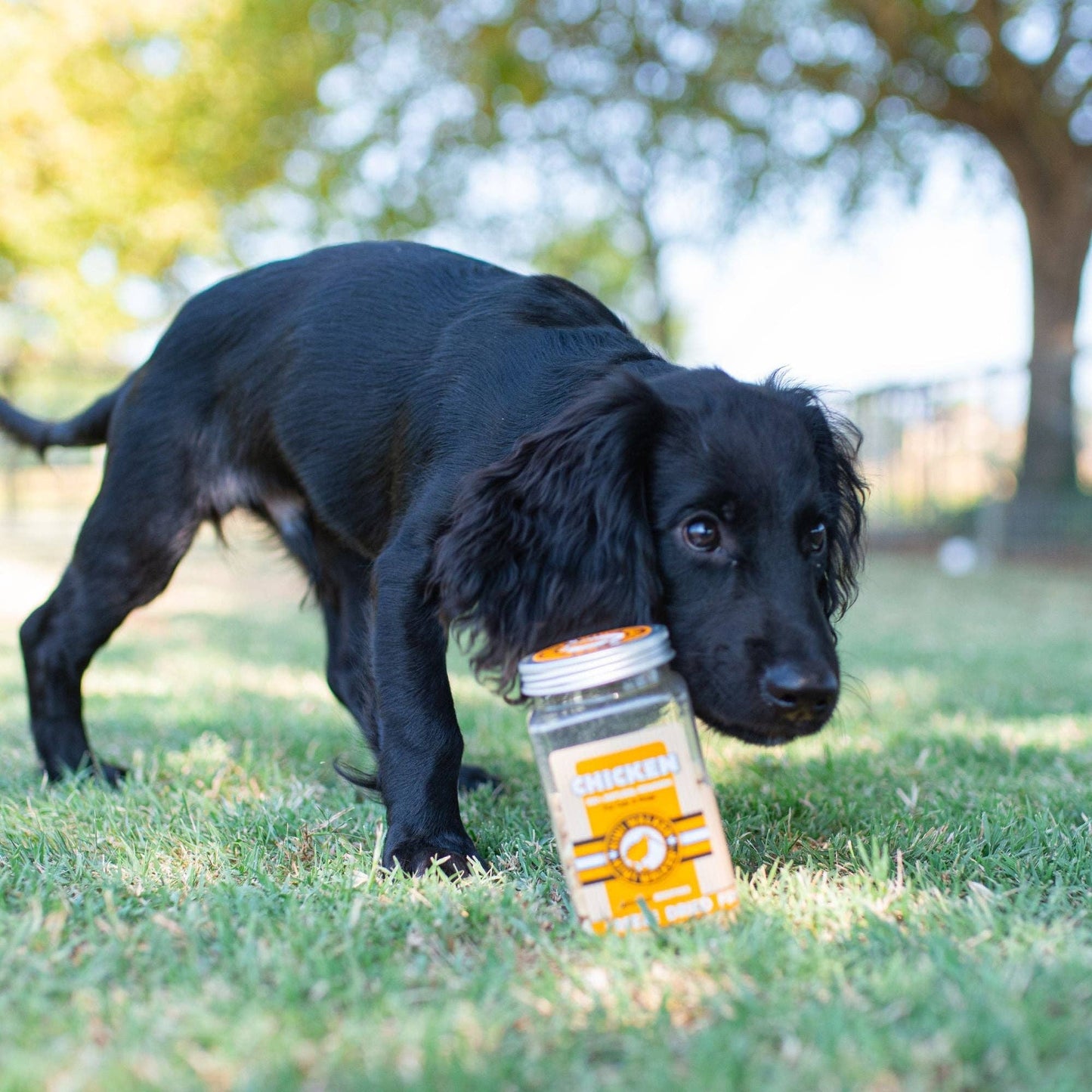 KIWI Walker Friandises pour Chiens Viande Lyophilisée - Agneau