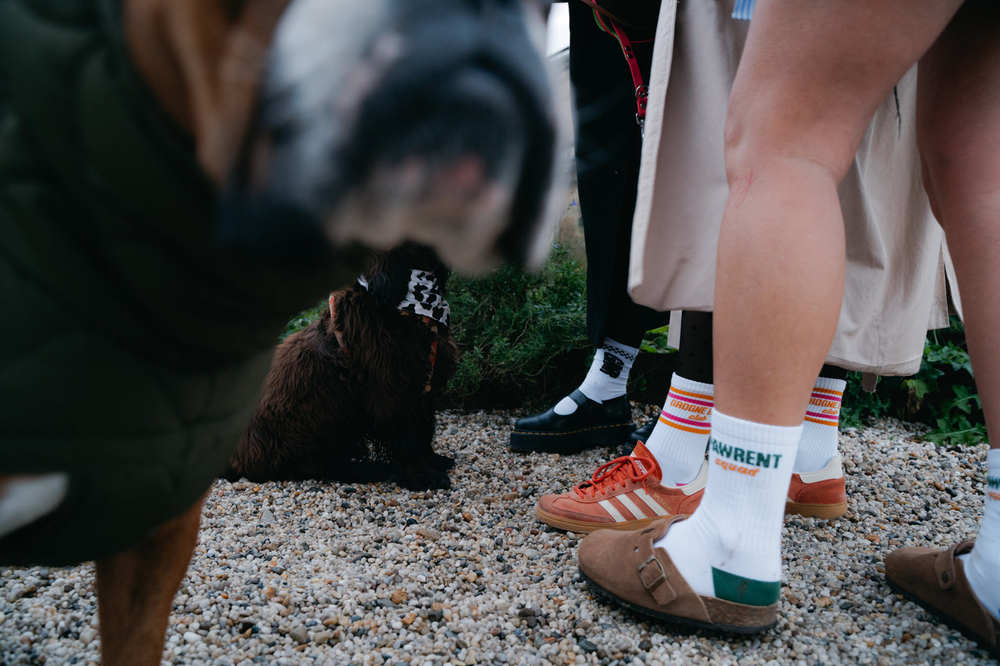 balade chiens à Bordeaux avec des harnais, longes, laisses, dogmum dogdad
Bandana, chaussette, manteau chien