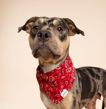 Bandana pour chien de Dallas - Rouge - The Paws