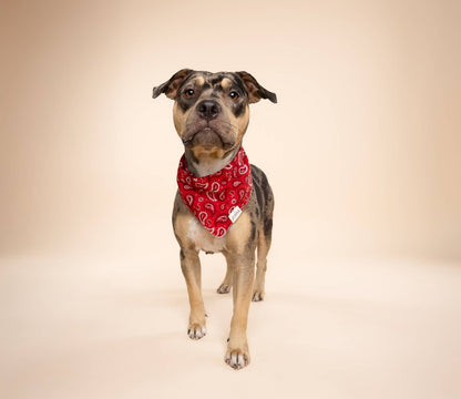 Bandana pour chien de Dallas - Rouge - The Paws