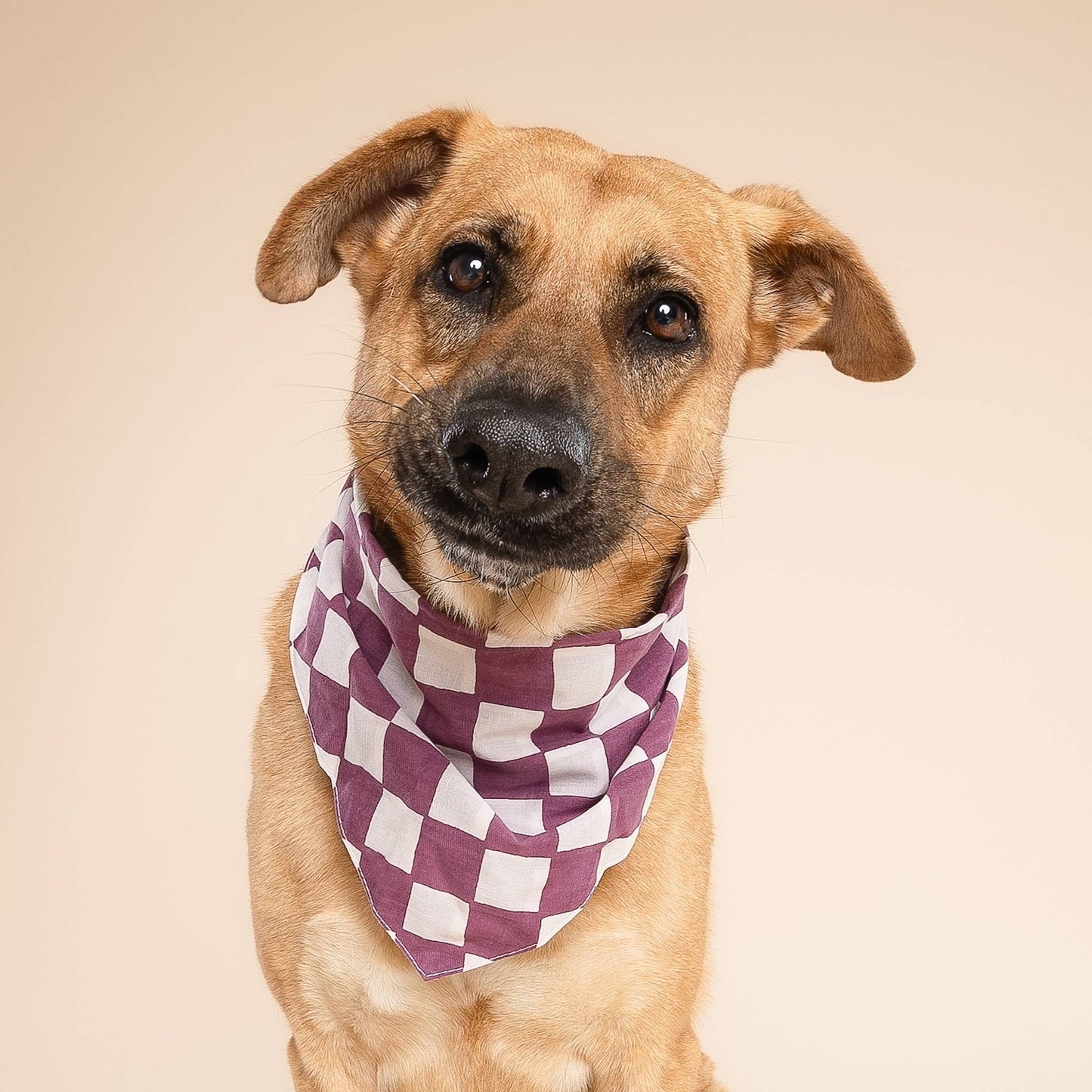 Bandana pour chien à carreaux prune - The Paws