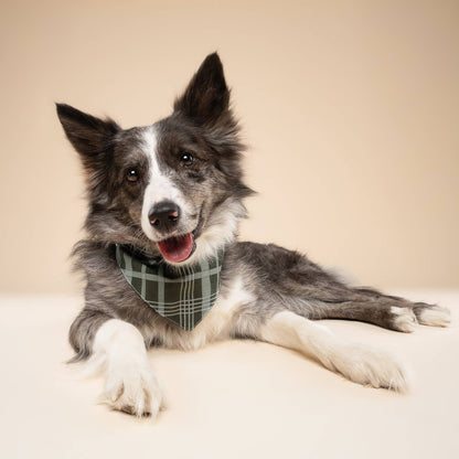 Bandana pour chien - tartan Vert - The Paws