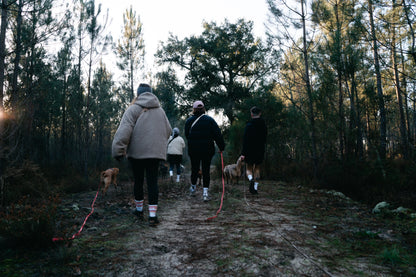 balade chiens à Bordeaux avec des harnais, longes, laisses, dogmum dogdad