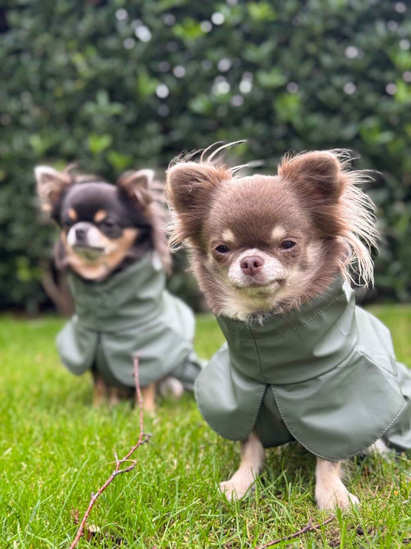 Imperméable pour chien vert - Tadazhi