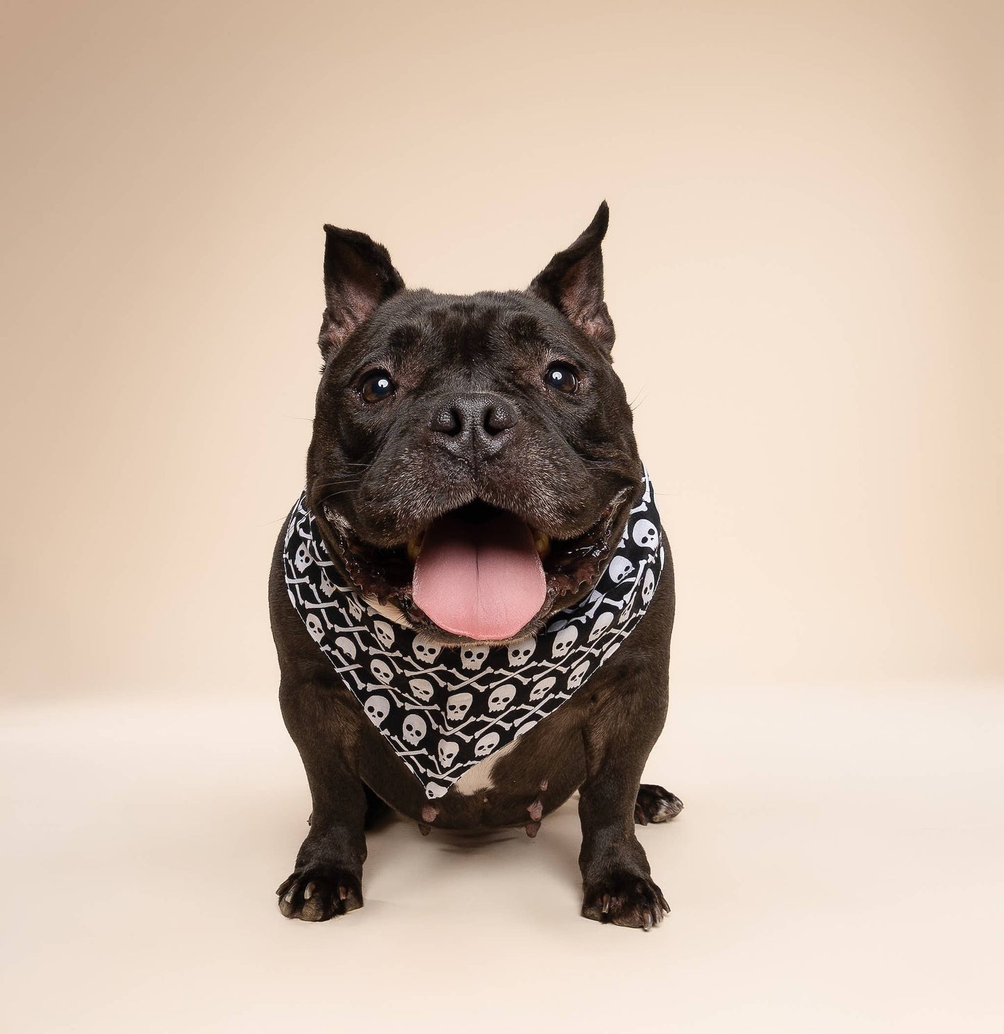 Bandana pour chien - Pirate - The Paws