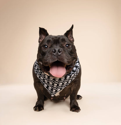 Bandana pour chien - Pirate - The Paws