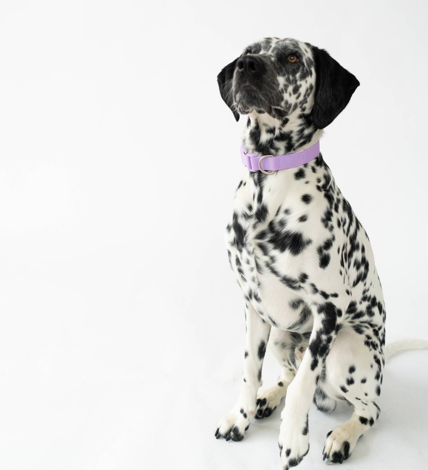 Collier pour chien imperméable - Rouge - Springland Pets