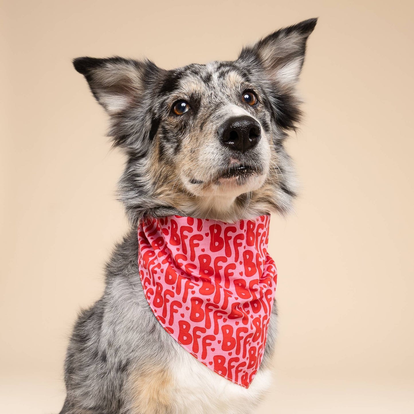 Bandana pour chien - BFF - The Paws