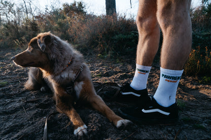 chien, balade, harnais, chaussette, foret, gironde, bordeaux, eysines, 