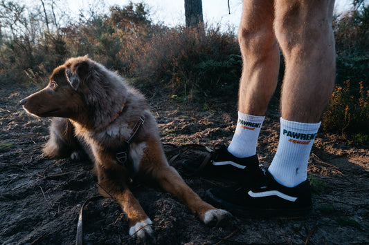 chien, balade, harnais, chaussette, foret, gironde, bordeaux, eysines, 