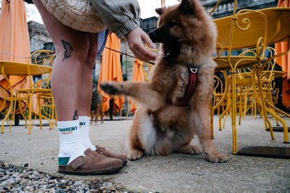 chien Bordeaux, harnais, longe, dogmum, balade