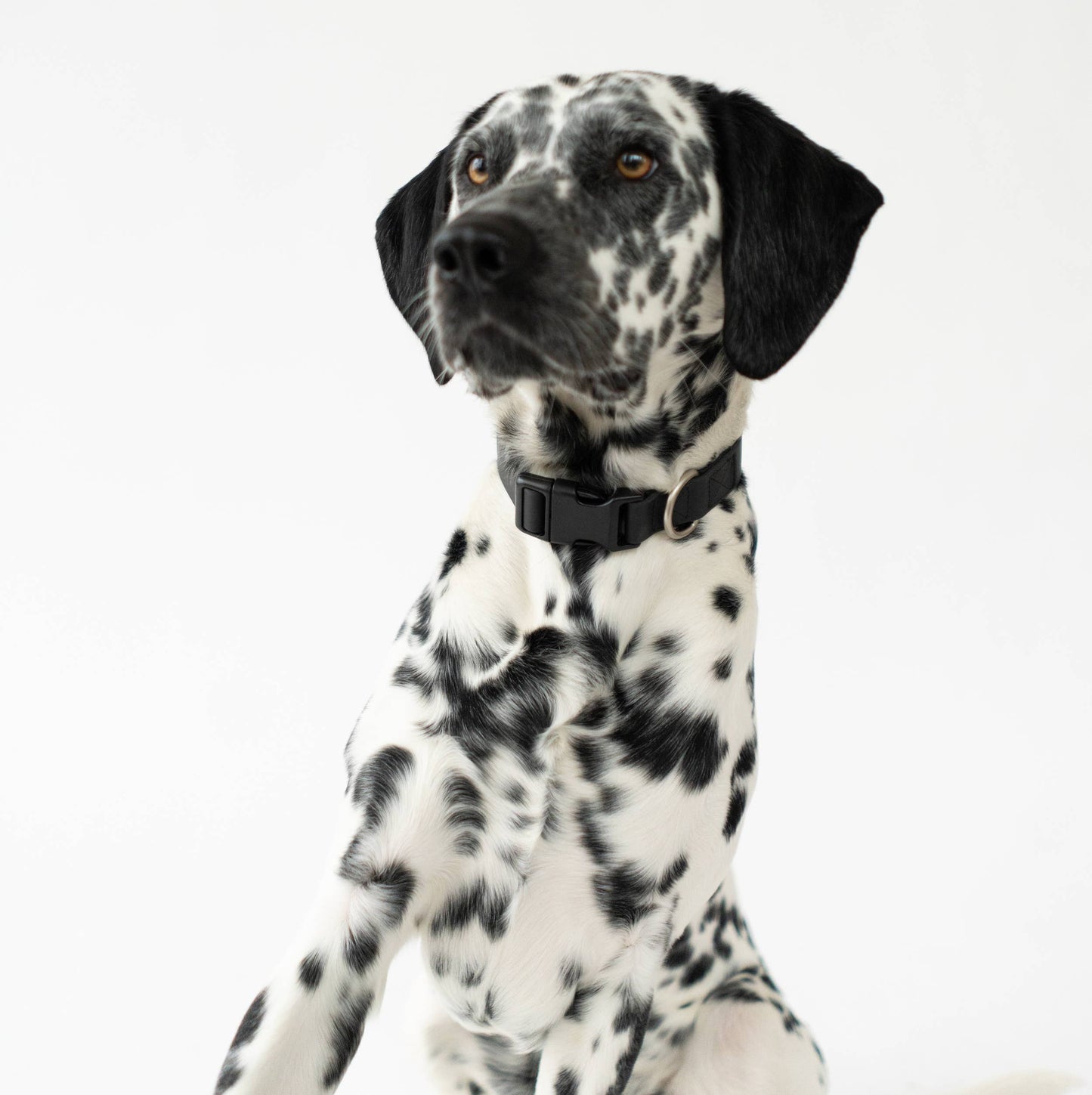 Collier pour chien imperméable - Rouge - Springland Pets