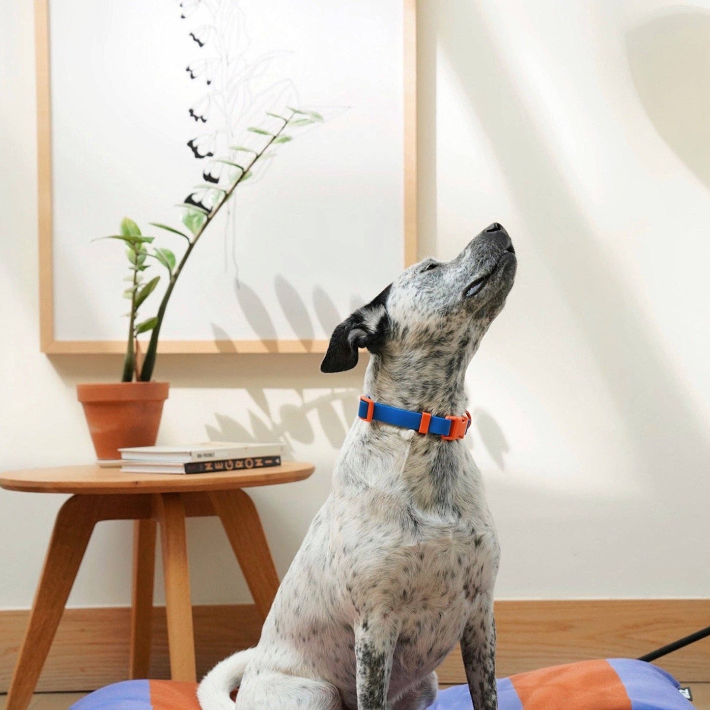 Le collier pour chien Fritz  - Vert Liberty