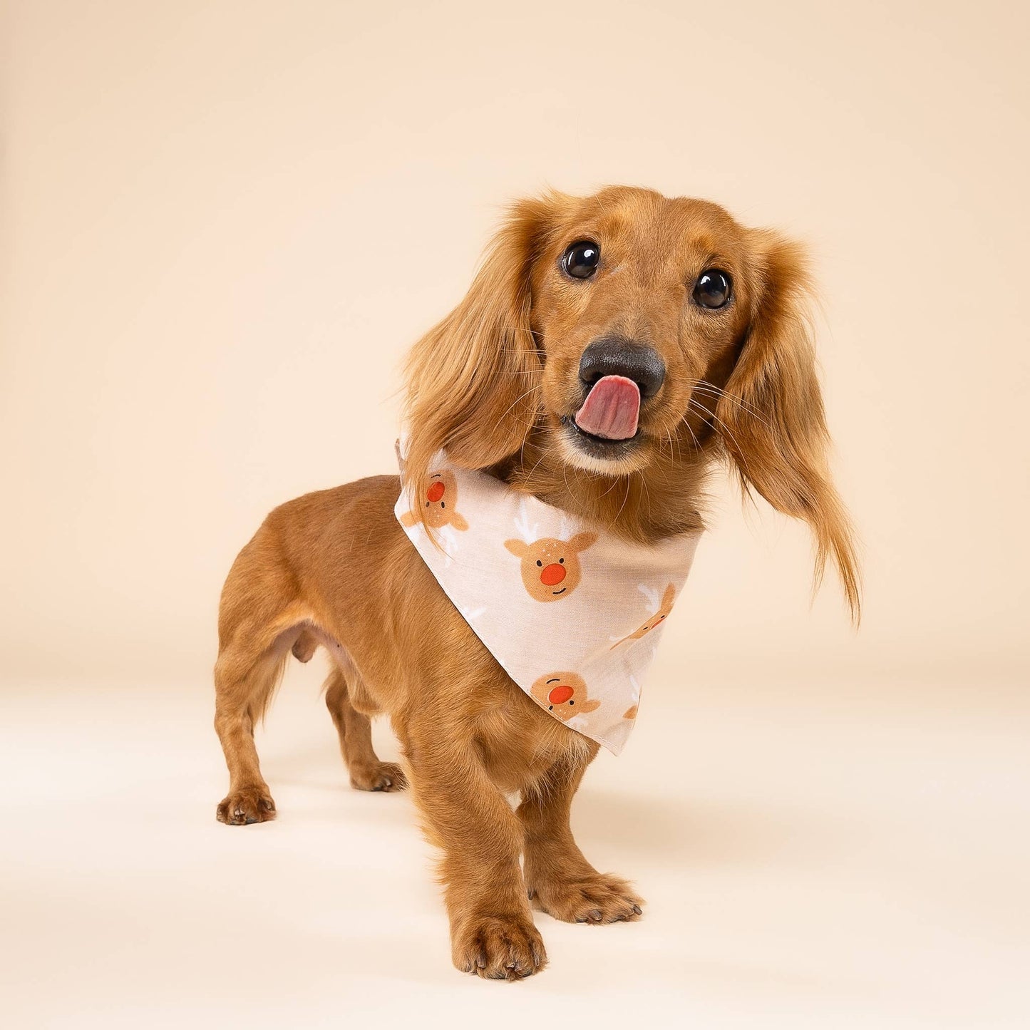 Bandana pour chien -  Renne de Noel - The Paws